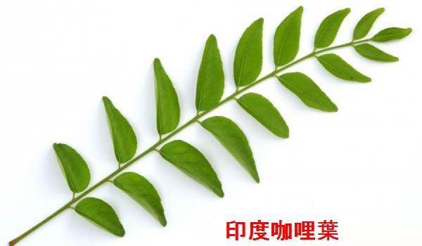 咖哩葉(Curry leaf) ใบหมุย(泰文)/Lá cà ri(越南語)/Daun Kari(印尼)